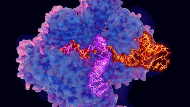 Photo of Super-precise new CRISPR tool could tackle a plethora of genetic diseases
